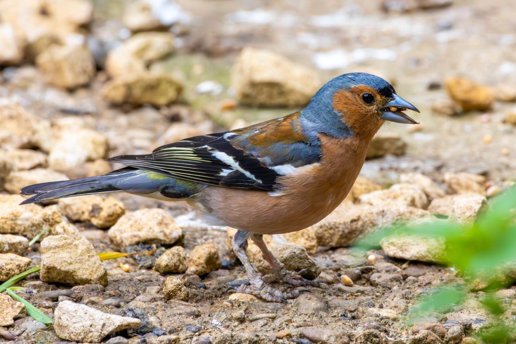 Eurasian Chaffinch (Fringilla coelebs) Male